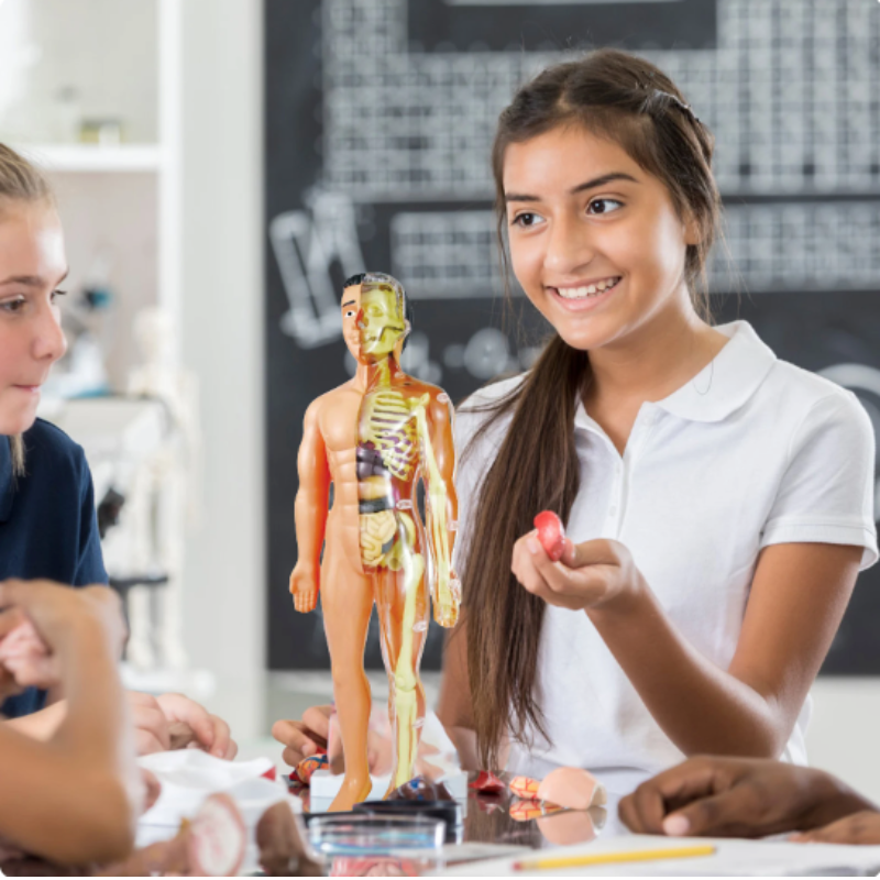 Pedagogisk 3D Anatomimodell for Barn