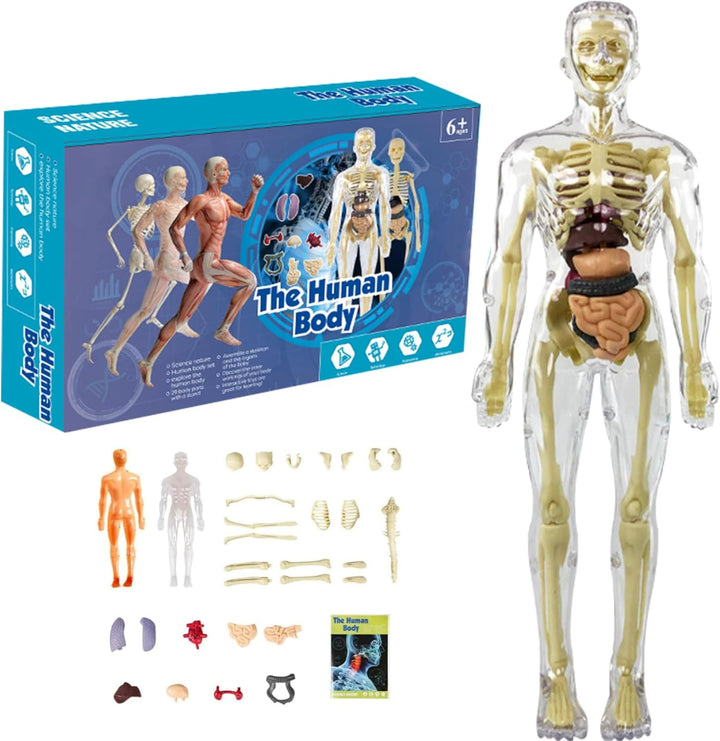 3D Anatomisk Skjelettmodell Leksaker - PVC Trygg og Lærerik