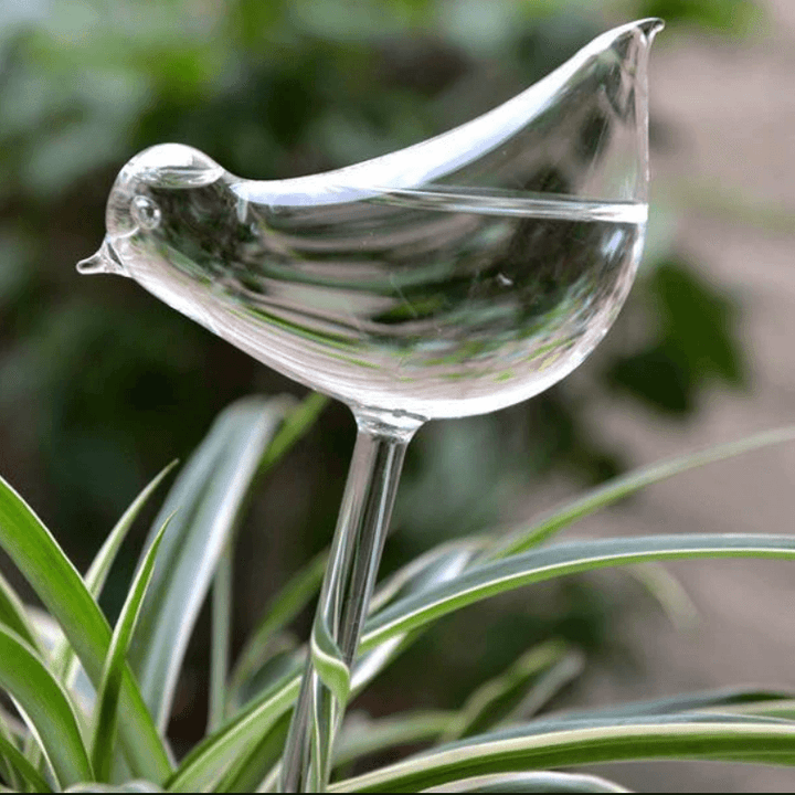Dekorative selvvannende planter for hjem og hage