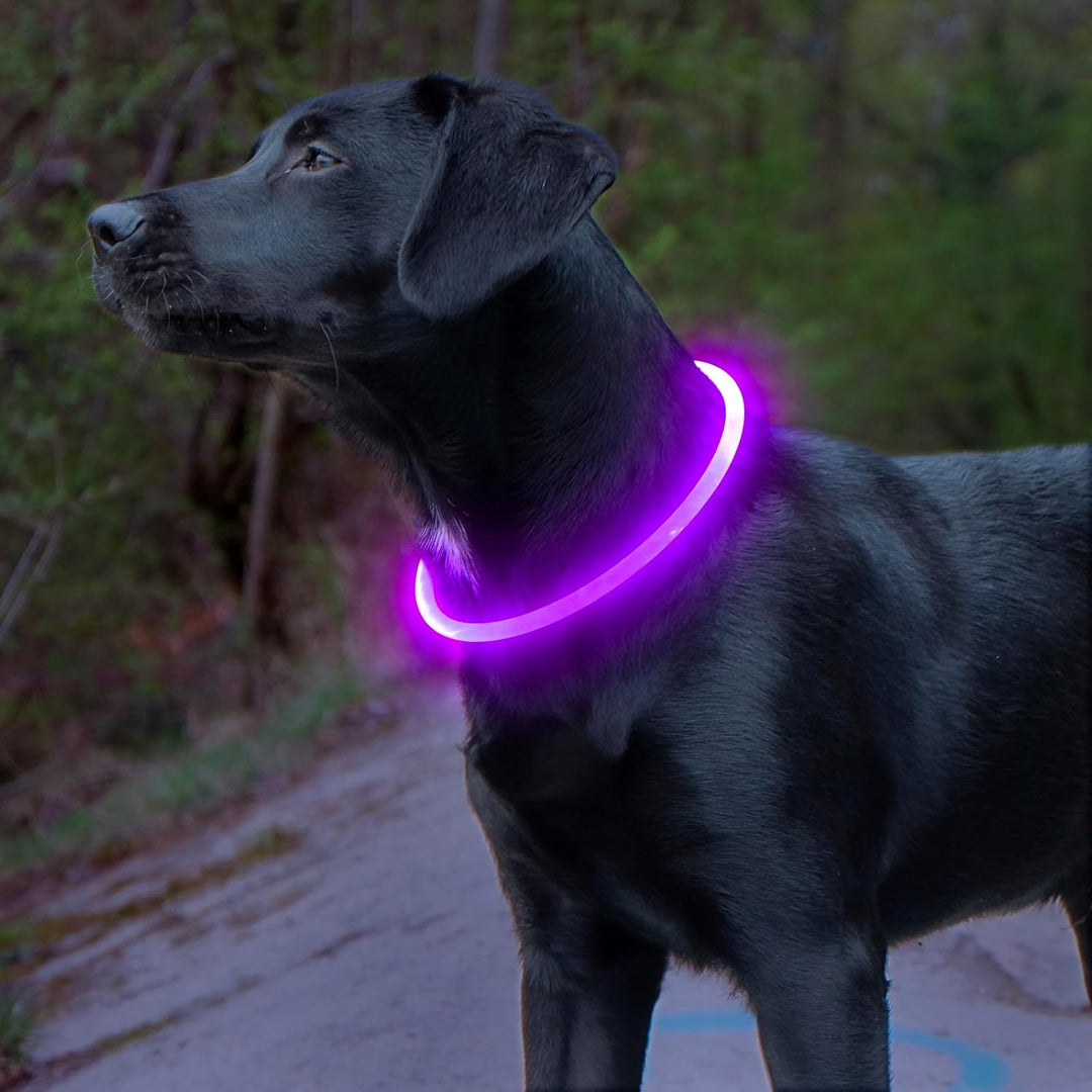 Hunde LED Halsbånd med USB-Lading for Økt Synlighet
