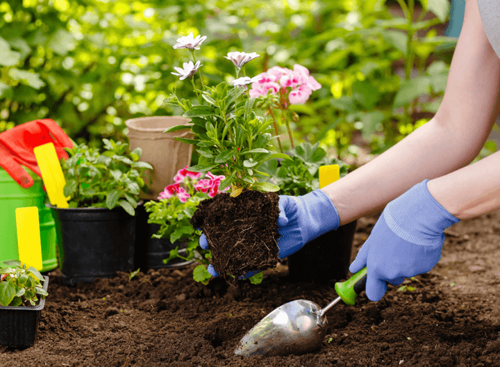 Plantenæring for Sunn Vekst og Frodig Blomstring