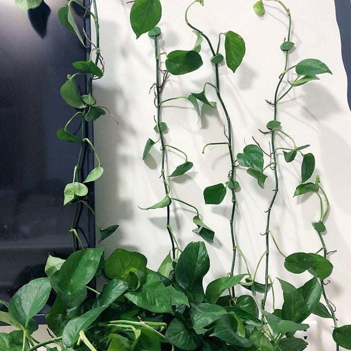 Plantestøtteklips for Klatreplanter – Organiser Veggene Enkelt