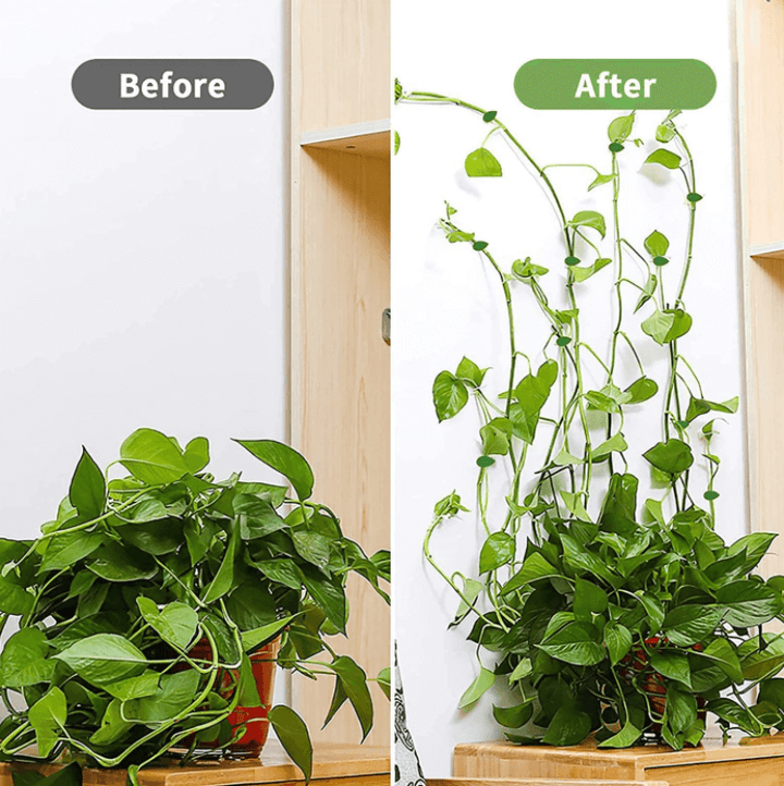 Plantestøtteklips for Klatreplanter – Organiser Veggene Enkelt