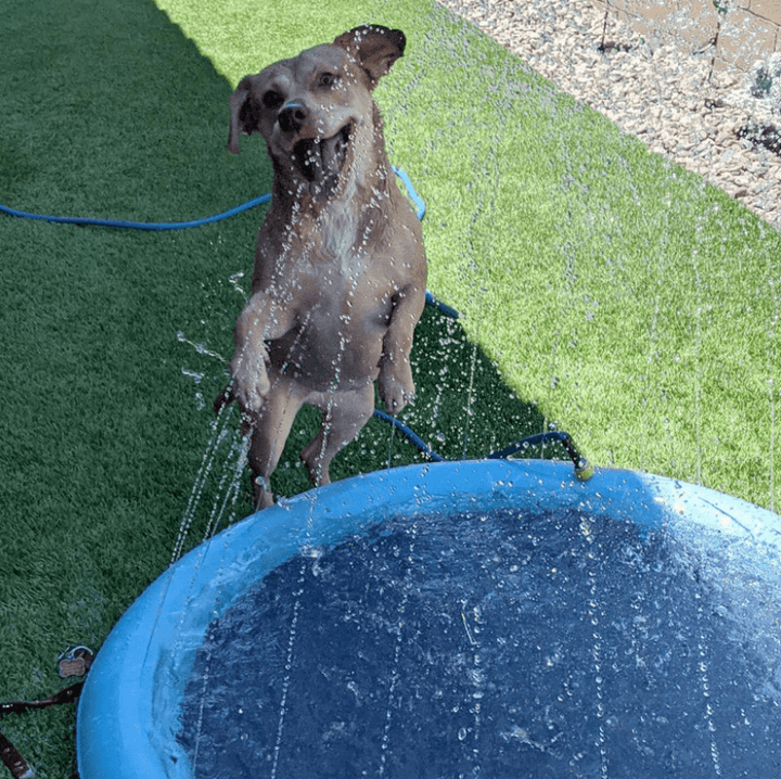 Hundesprinklerpute for hunder – Kjøl ned og lek i sommervarmen!